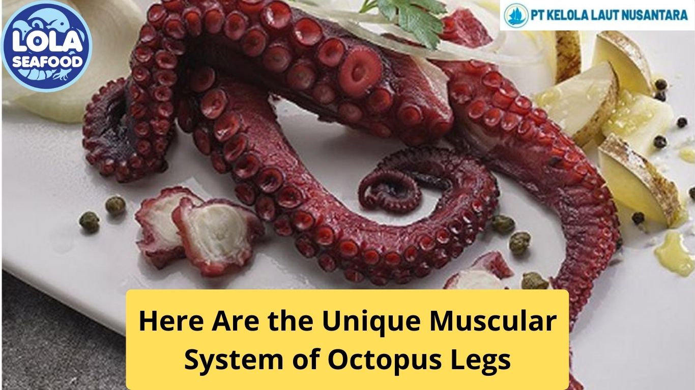 Here Are the Unique Muscular System of Octopus Legs